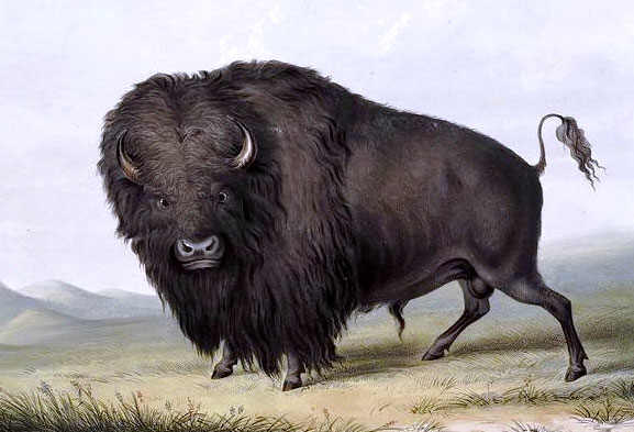 Buffalo Picture by George Catlin