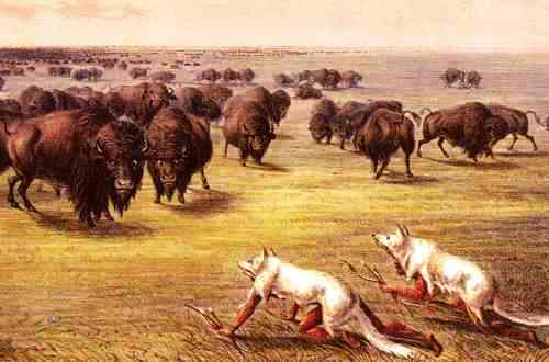 Native American Life - Buffal Hunt