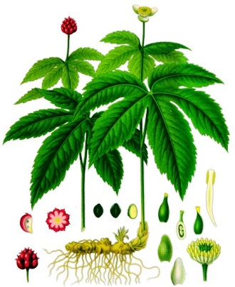 Herbal Remedies - Goldenseal