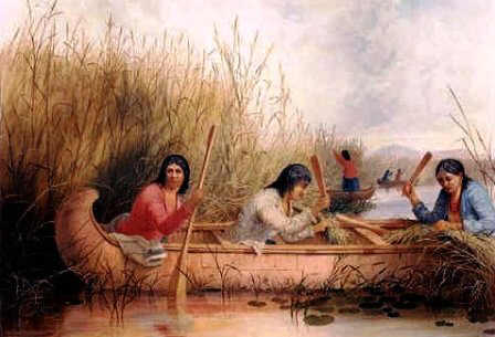 Wild Rice Gatherers
