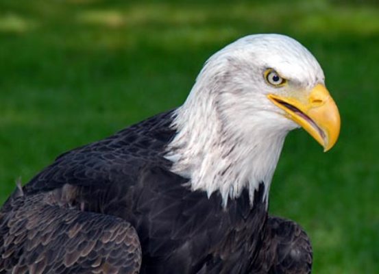 Meaning of Feathers - American Bald Eagle