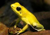 Golden Poison Frog