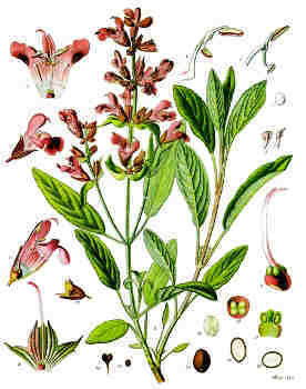 Herbalism - Sage