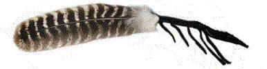 Smudge Sticks Feather